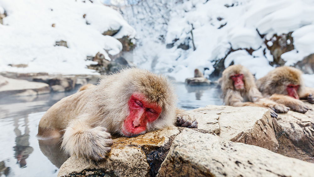 Nagano snow monkeys