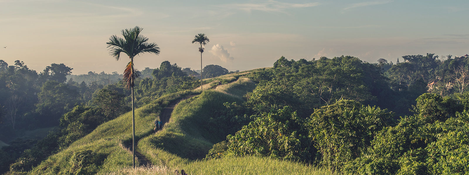 Green landscape in Bali