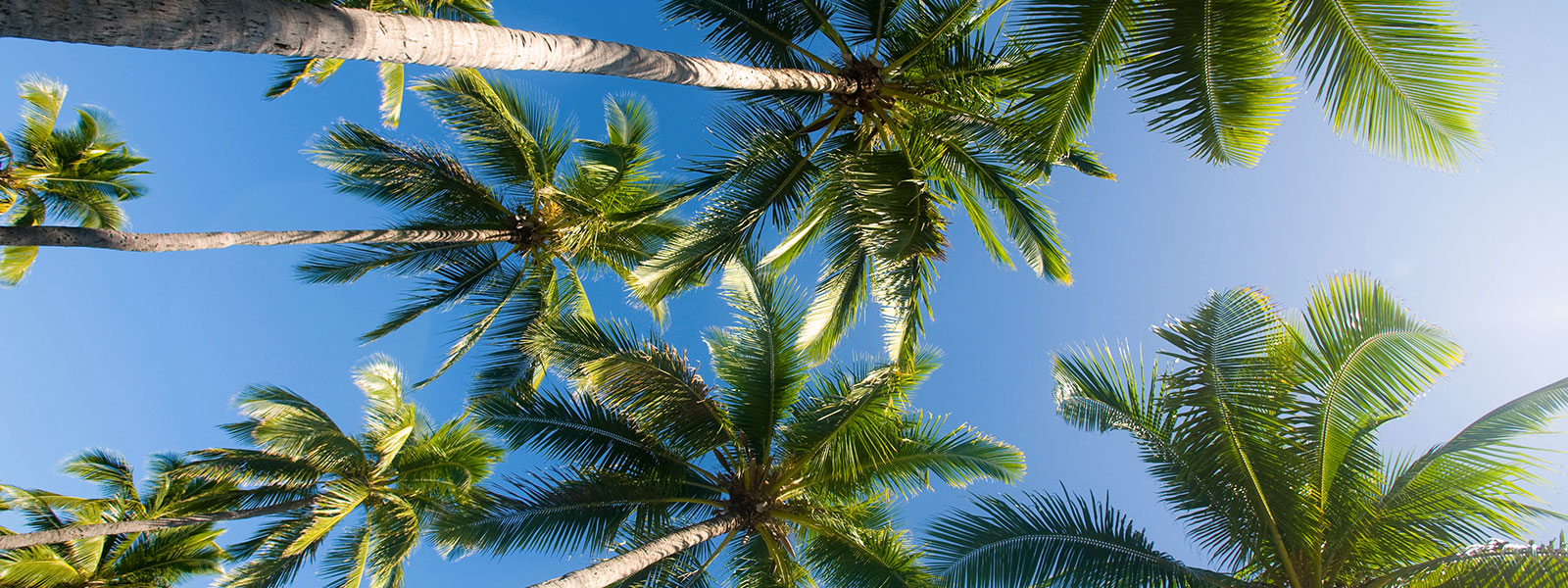 How to get a job as an expat in Fiji